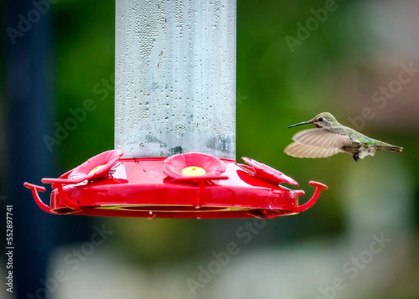 Obraz Humming Birds