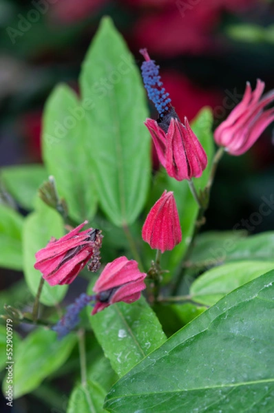 Fototapeta pink flowers