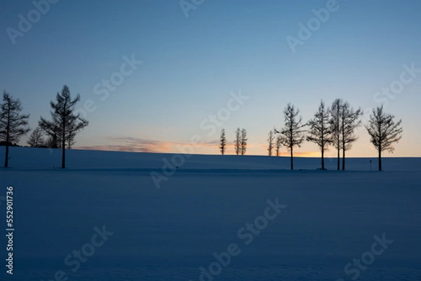 Fototapeta 冬の夕暮れの丘に立つカラマツ
