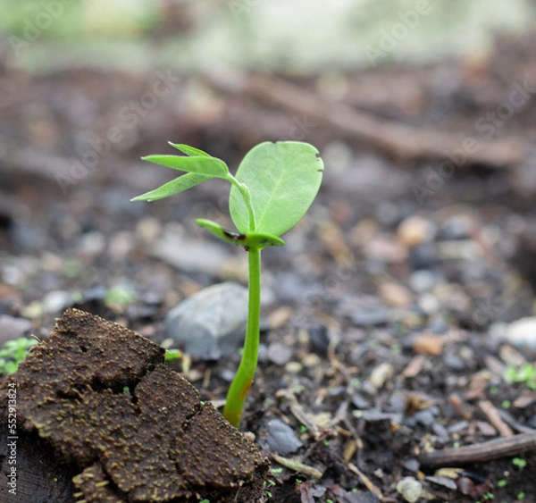 Obraz plant in the ground