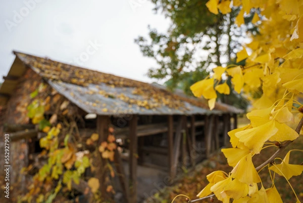 Obraz 丘のイチョウ