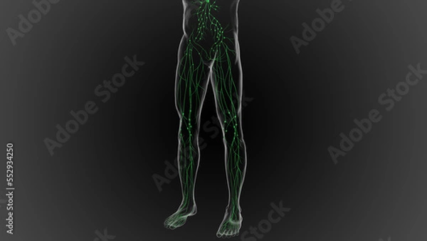 Fototapeta Lymphatic system is a network of delicate tubes throughout the body, It drains fluid 3D