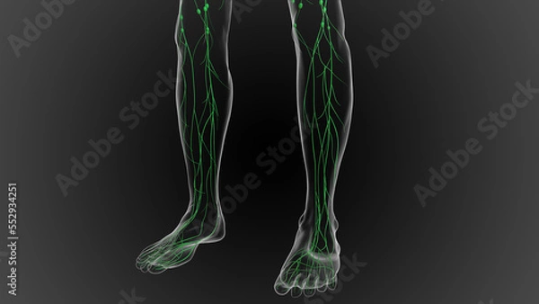 Fototapeta Lymphatic system is a network of delicate tubes throughout the body, It drains fluid 3D