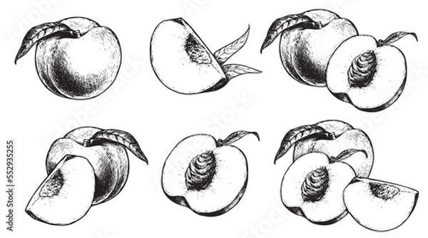 Obraz Peach set. Hand drawn sketch style summer fruit drawings collection. Best for package and market designs. Vector illustrations.