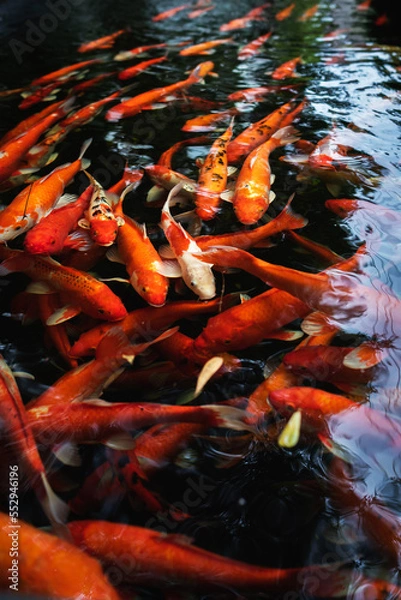 Obraz Fancy Carps Fish or Koi  swimming in a pond.