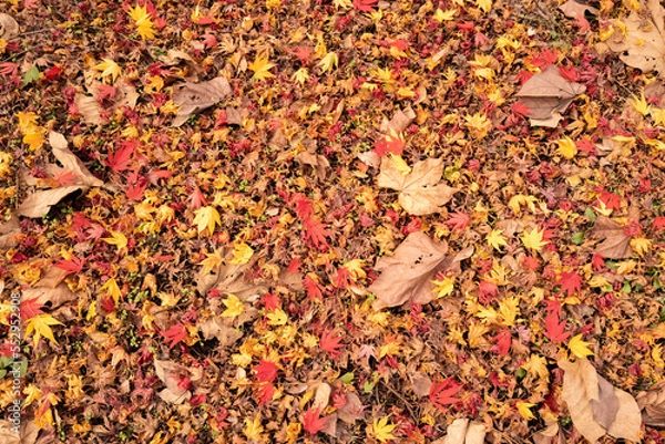 Fototapeta 紅葉-20221202-3