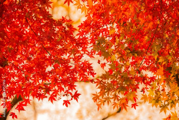 Fototapeta 紅葉-20221202-2