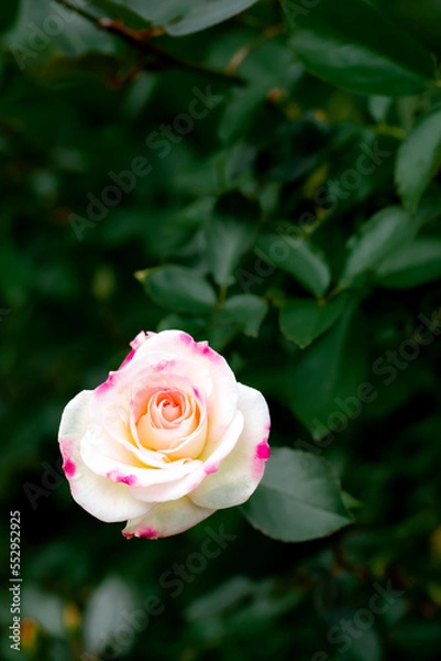 Obraz ばら-20221202-01