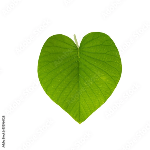 Fototapeta Green leave are laid out in the shape of a heart on a white isolated background.