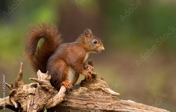 Obraz Red Squirrel in the forest