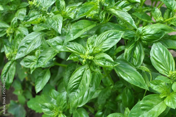 Fototapeta Basil grows in the garden