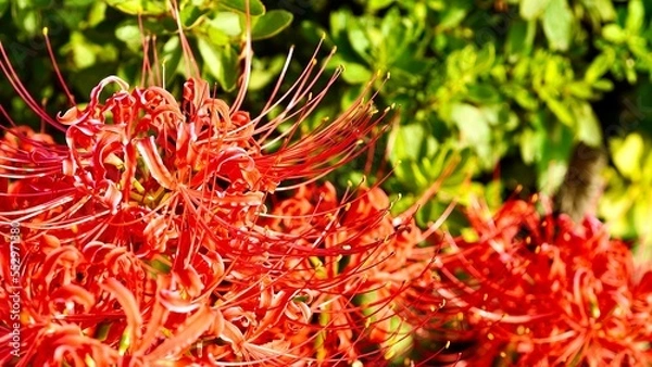 Fototapeta 赤い彼岸花（曼珠沙華）