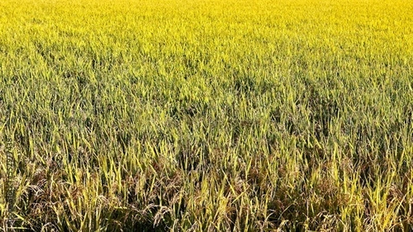 Fototapeta 黄金色した収穫前の麦畑