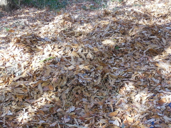 Fototapeta 広葉樹の落ち葉