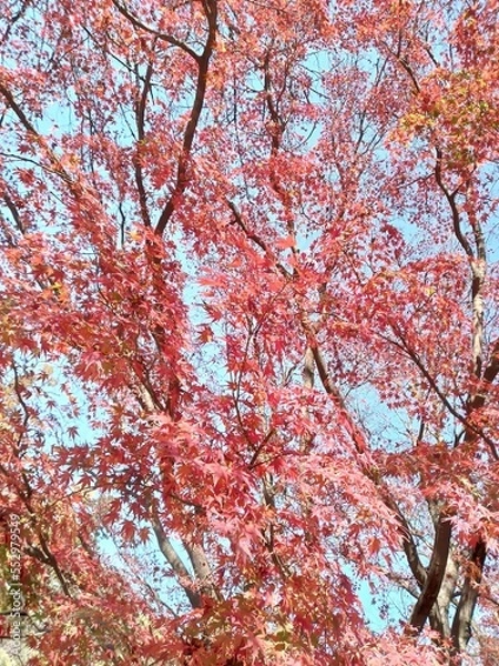 Fototapeta 紅葉