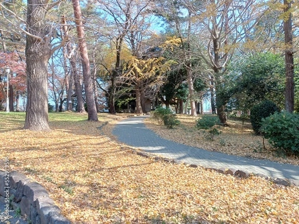 Fototapeta 落ち葉の小径