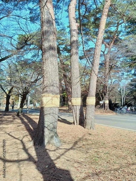 Fototapeta 冬支度