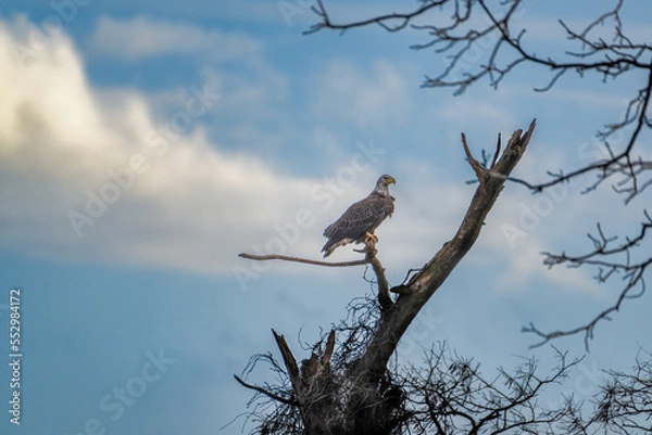Fototapeta Bald Eagle in a Dead Tree