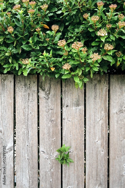 Fototapeta Natural wooden background with green leaves. Rustic texture. Antique rustic wooden fence with cascading greenery