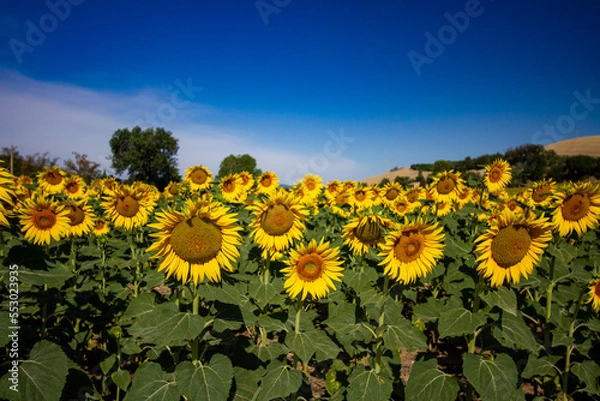 Obraz Girasoli
