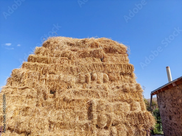 Fototapeta Haystack wax shed. Hay-Tuks are stacked on top of each other. Dried grass. Feed for cows. Rural environment.