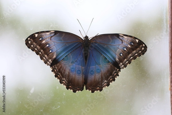 Fototapeta morpho