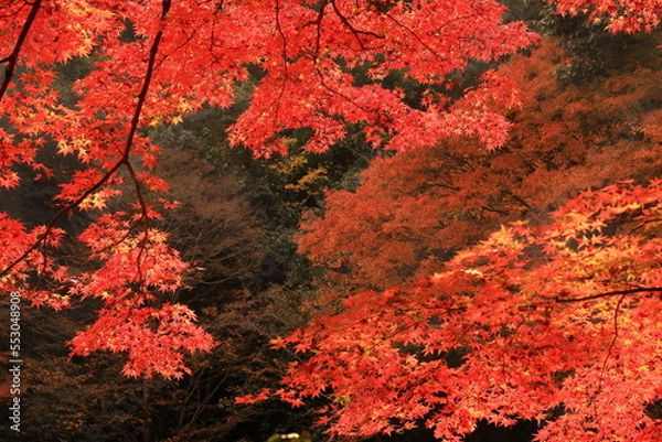 Obraz 京都鷹峯の紅葉