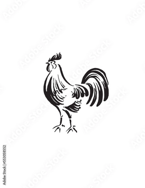 Obraz rooster isolated on white