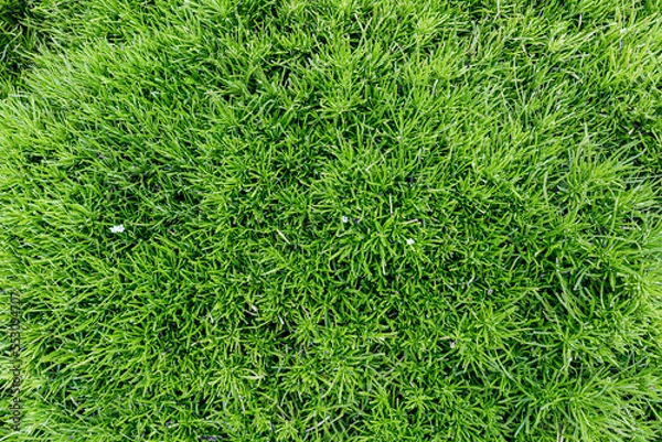 Fototapeta leaf texture green leaves Background, foliage nature