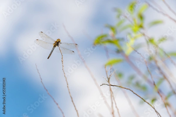 Fototapeta 穂先に止まるトンボ