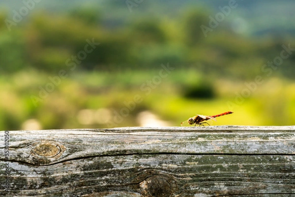 Fototapeta 木に止まるトンボ