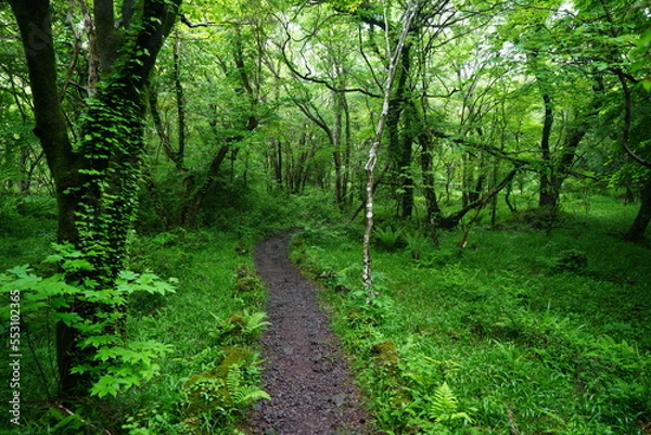 Fototapeta refreshing spring forest with path
