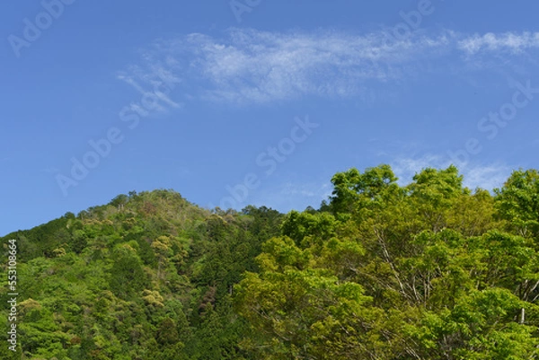 Fototapeta 新緑　森　爽やかな