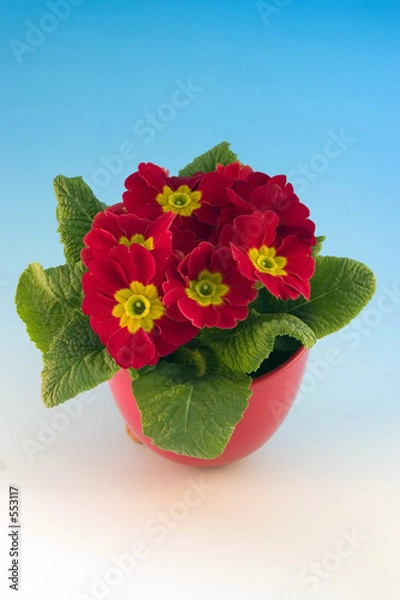Fototapeta primrose primula
