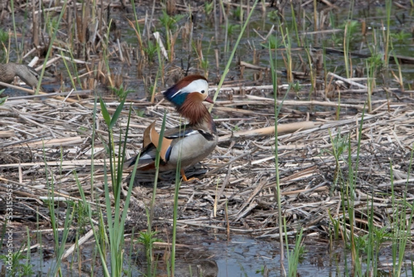 Fototapeta mandarin duck on the puszta in Hungary.