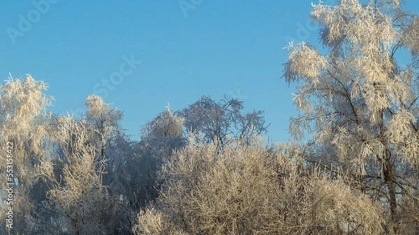 Obraz frozen trees on a sunny winter day