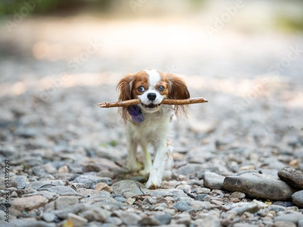 Obraz cavalier king charles spaniel
