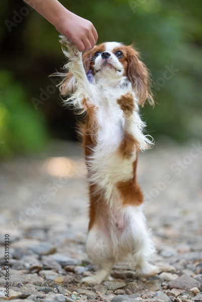 Obraz cavalier king charles spaniel