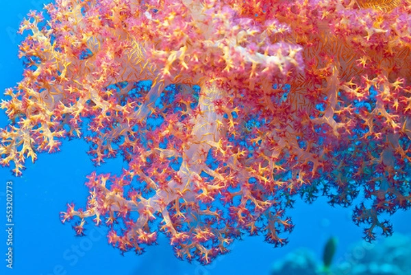 Fototapeta Close up of a red soft coral during a dive