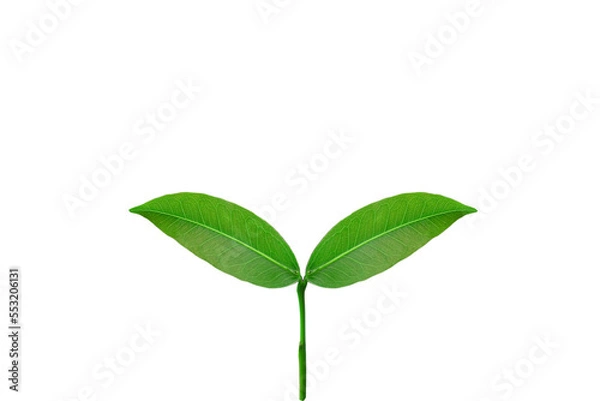 Obraz Translucent background of plant saplings