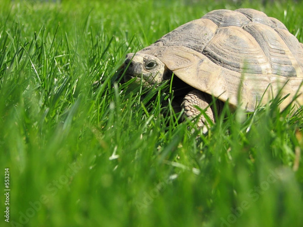 Obraz nadchodzi żółw!