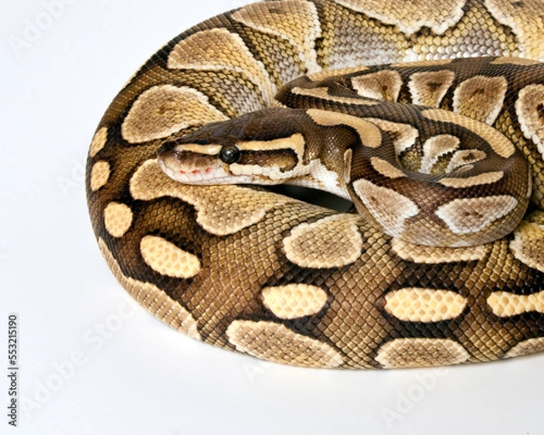 Fototapeta Lesser Ball Python