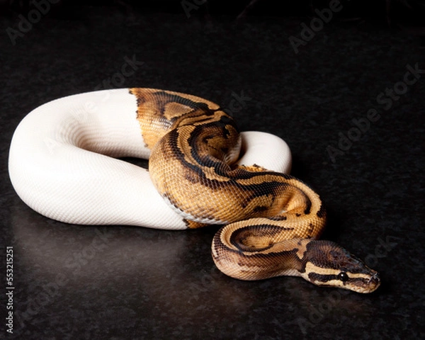 Fototapeta Pied Ball Python