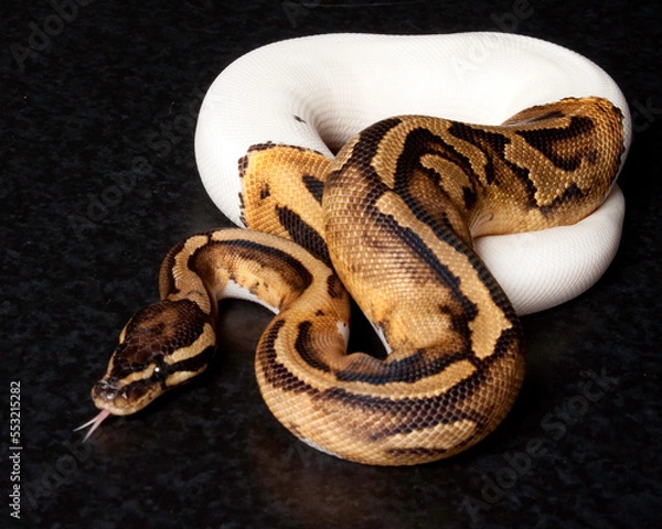 Fototapeta Pied Ball Python