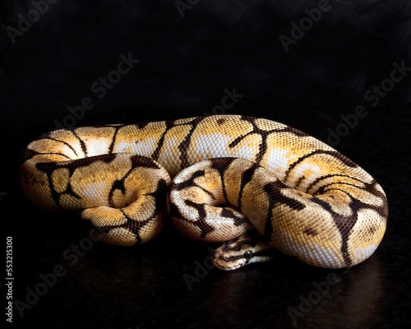 Fototapeta Bumblebee Ball Python on Black Background