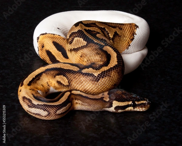 Fototapeta Pied Ball Python