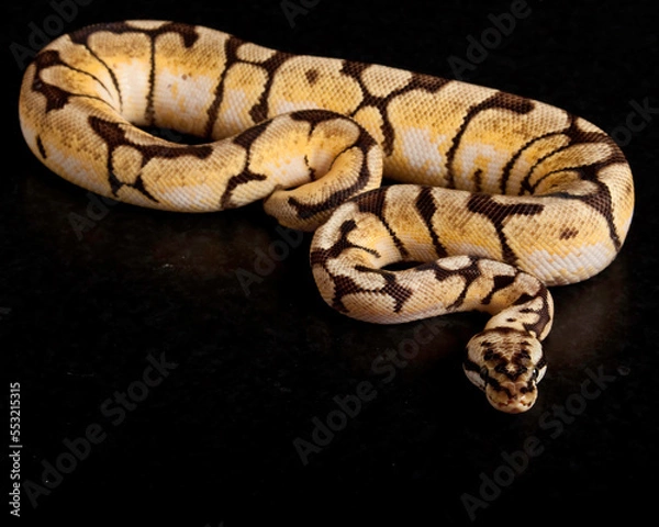 Fototapeta Bumblebee Ball Python on Black Background
