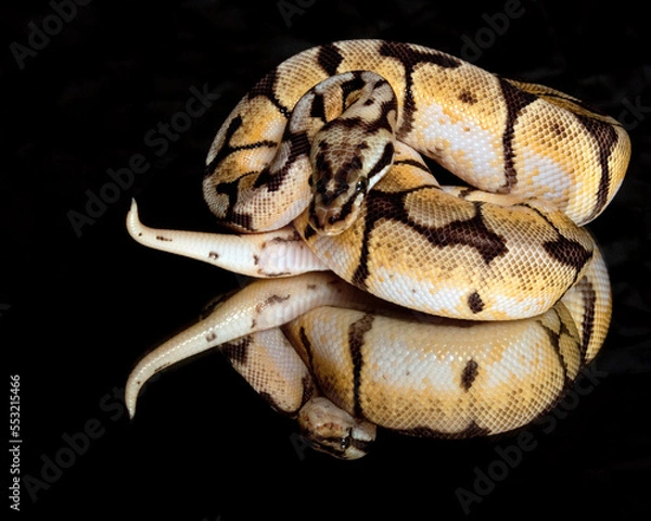 Fototapeta Bumblebee Ball Python Reflection