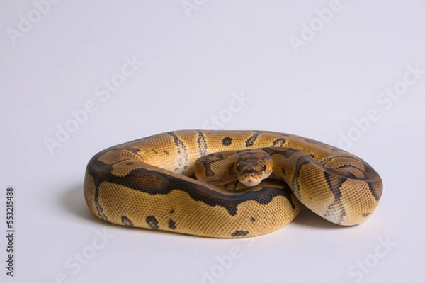 Fototapeta Clown Ball Python