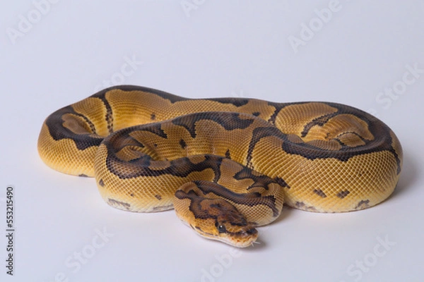 Fototapeta Clown Ball Python Tongue
